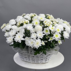 Композиция в корзине из микса хризантем в Домодедово