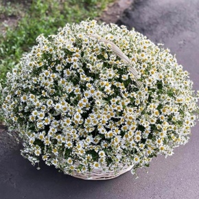 Композиция в корзине из 151 ромашки в Домодедово