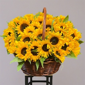 Композиция в корзине из 51 подсолнуха в Домодедово