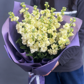 Букет из 15 лимонных маттиол в Домодедово