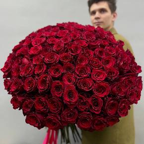 Букет из 101 красной Эквадорской розы Эксплорер (70 см) в Домодедово