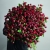 Монобукет из 75 кустовых роз Марун (70 см) в Домодедово Монобукет из 75 кустовых роз Марун (70 см) в Домодедово