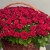 Композиция в корзине из 151 красной розы в Домодедово Композиция в корзине из 151 красной розы в Домодедово
