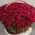 Композиция в корзине из 151 красной розы в Домодедово Композиция в корзине из 151 красной розы в Домодедово