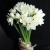 Букет из 25 нарциссов в Домодедово Букет из 25 нарциссов в Домодедово