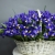 Композиция в корзине из 151 ириса в Домодедово Композиция в корзине из 151 ириса в Домодедово